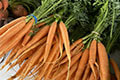 Group of carrots representing the local Farmers Market in Waunakee, WI